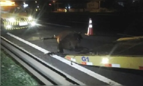 Ônibus de turismo atropela e mata cavalo na BR-369