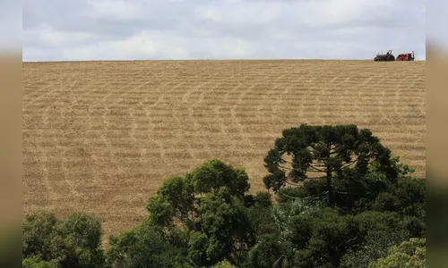 Preços das commodities compensam safra menor