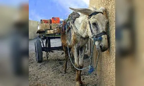 Dupla é presa após espancar cavalo em Apucarana