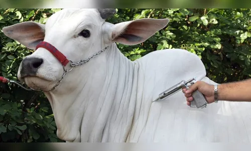 Vacinação contra a febre aftosa começa amanhã na maioria dos estados