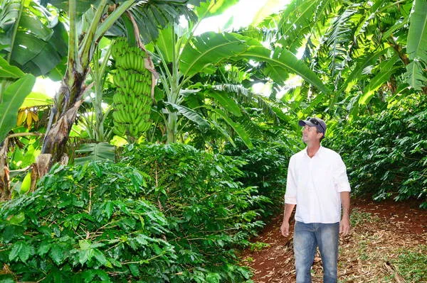 Cultivo de banana avança em Apucarana