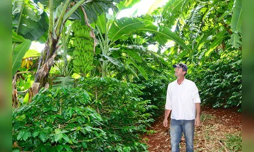 Cultivo de banana avança em Apucarana