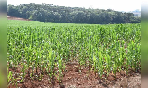 Estiagem compromete produção do milho safrinha na região