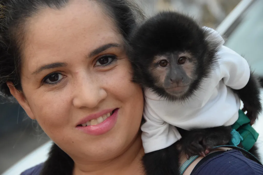 Mulher ganha macaco do esposo no aniversário de 20 anos de casamento; bicho tem páginas no face e instagram - Foto: Ivan Maldonado