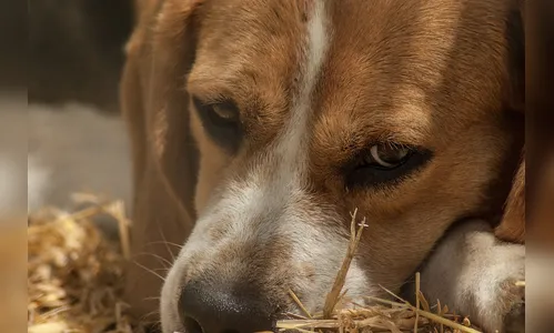 Bazar beneficente vai angariar recursos para a Soprap