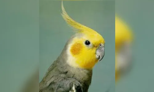 Dona procura calopsita que desapareceu de imóvel em Apucarana; veja vídeo