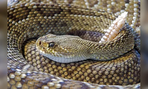 Bombeiros alertam para o poder mortal do veneno de cobras e listam o que não se deve fazer em caso de picada