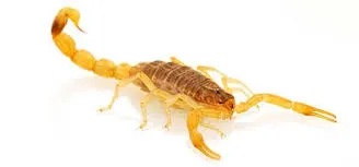 Escorpião amarelo gera alerta em Mandaguari