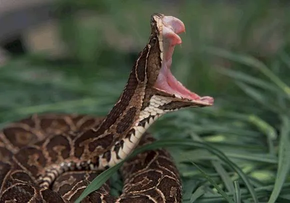 Populares matam cobra venenosa após serpente quase picar homem em Apucarana - Foto: Animal Planet Brasil