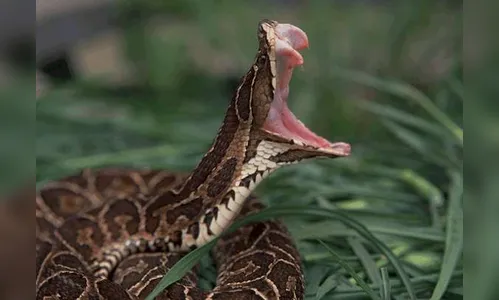 Populares matam cobra venenosa após serpente quase picar homem em Apucarana