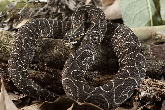 Cobra urutu cruzeiro, encontrada no Jardim Milani em Apucarana, é muito venenosa. Foto: Reprodução