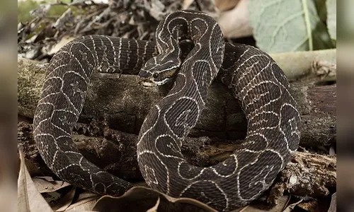 Saiba o que fazer em caso de picada de cobra e outros animais peçonhentos 