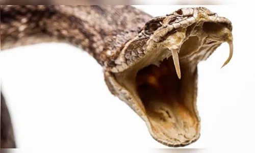 
							Saiba o que fazer em caso de picada de cobra e outros animais peçonhentos 
						
						