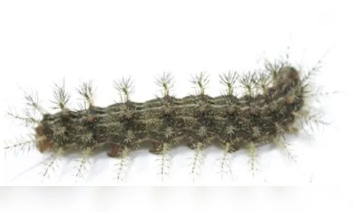 
							Saiba o que fazer em caso de picada de cobra e outros animais peçonhentos 
						
						