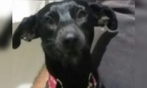 Mulher de Apucarana tem surpresa inusitada após adotar cachorro; saiba qual