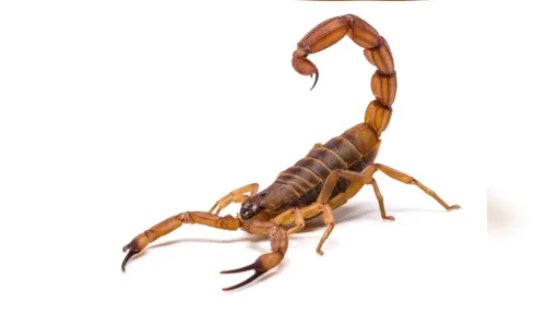 
							Saiba o que fazer em caso de picada de cobra e outros animais peçonhentos 
						
						