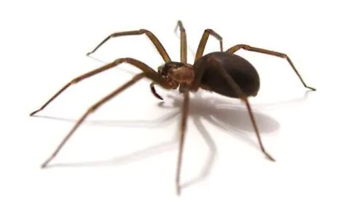 
							Saiba o que fazer em caso de picada de cobra e outros animais peçonhentos 
						
						