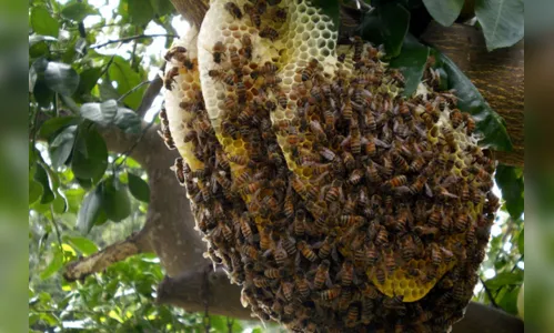 
						
							Aranhas provocam maioria dos ataques feitos por animais peçonhentos 
						
						