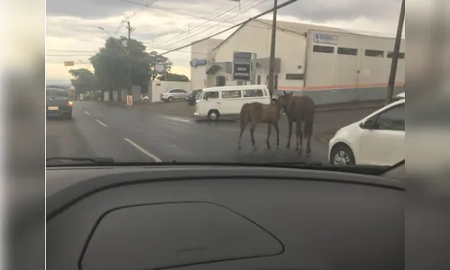 Cavalos soltos na pista colocam motoristas em risco