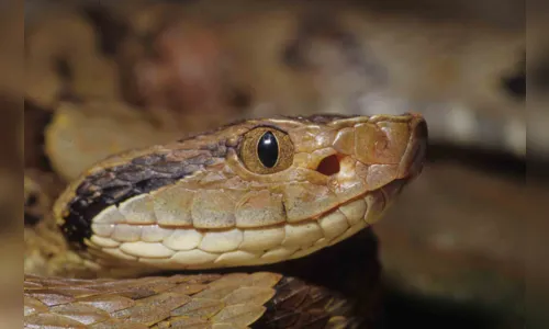 
						
							Aranhas provocam maioria dos ataques feitos por animais peçonhentos 
						
						