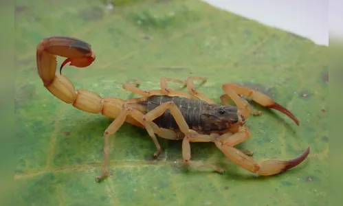 
						
							Aranhas provocam maioria dos ataques feitos por animais peçonhentos 
						
						