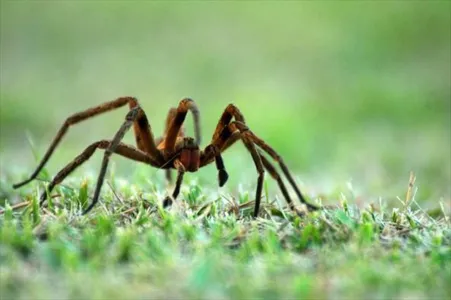 Aranha armadeira é comum na região, segundo a bióloga da 16ª Regional de Saúde. O animal aparece em residências, quintais e jardins, sobretudo em lugares escuros, buracos na terra ou sob a vegetação e troncos de árvores - Foto: Arquivo TG