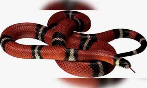
						
							Vinte e quatro pessoas foram atacadas por cobras neste ano, oito só em Apucarana
						
						