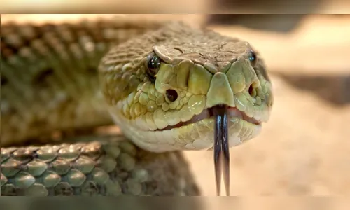 Vinte e quatro pessoas foram atacadas por cobras neste ano, oito só em Apucarana