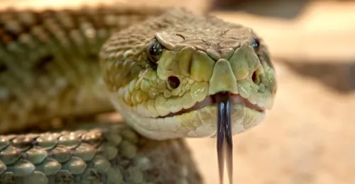 Vinte e quatro pessoas foram atacadas por cobras neste ano, oito só em Apucarana