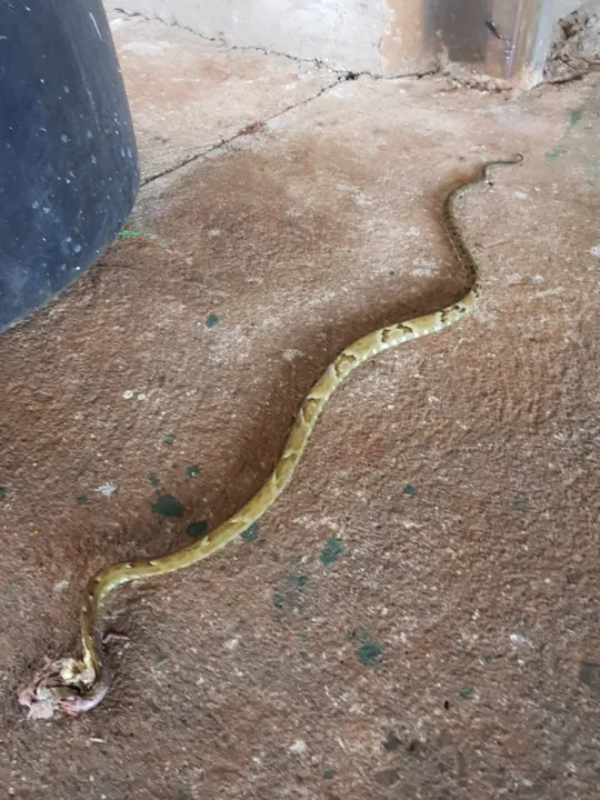 ​O empresário Adan Lenharo, de Apucarana, fez postagem no Instagram nesta sexta-feira (18)  mostrando que capturou uma cobra jararaca - Foto: Reprodução/Adan Lenharo