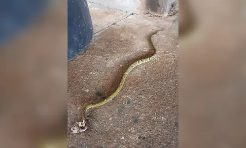 Empresário captura cobra jararaca em Apucarana