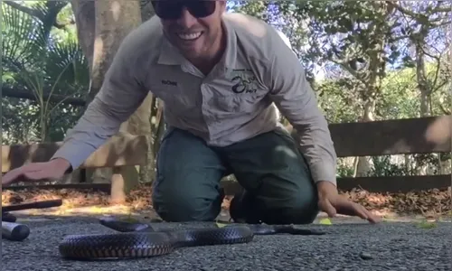 Caçador de serpentes é surpreendido por bote de cobra venenosa; veja vídeo