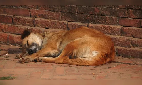 Workshop discute situação dos cães abandonados em Arapongas