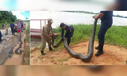 Cobra de 6,5 metros é capturada em área residencial; veja vídeo