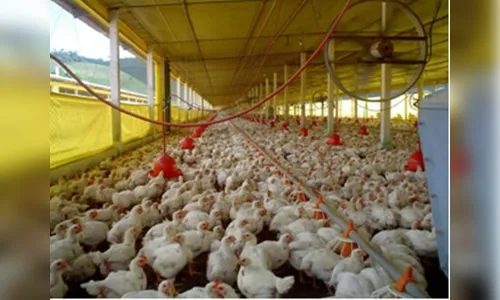 Faep afirma que 70 milhões de frangos morreram durante a greve dos caminhoneiros