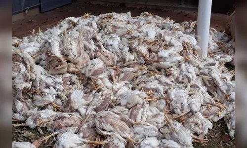 IAP dispensa licenciamento para destinação de animais mortos