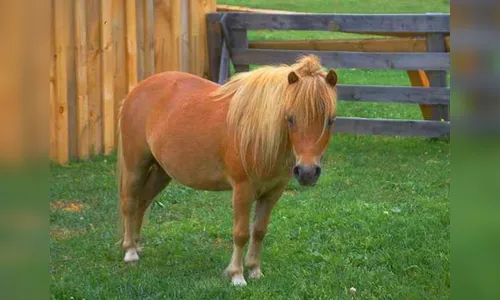 Ladrões furtam casal de pôneis e cavalo Manga Larga em Apucarana