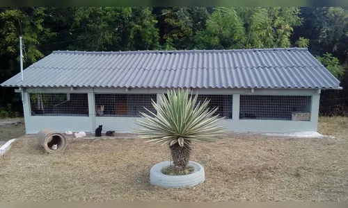 Gatil Municipal recebe melhorias