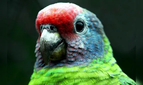 Paraná lança consulta pública para lista de aves ameaçadas