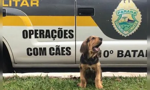 Canil do 10º BPM treina novo animal para busca de pessoas desaparecidas