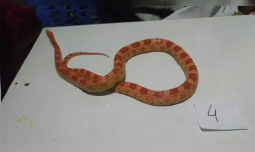
							Homem é preso após guardar cobras no quarto de casa e vender serpentes pelo Facebook
						
						