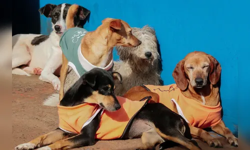 Cães abrigados no Canil Municipal recebem agasalhos