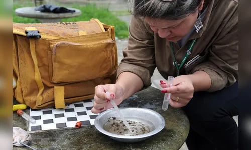 Cai índice de infestação por dengue no Paraná