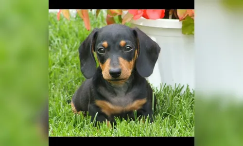 Família procura filhote de cachorro desaparecido em Apucarana