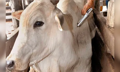 Campanha de vacinação contra febre aftosa termina sexta-feira