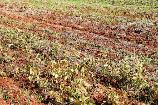 Adapar alerta para entrada em vigor do vazio sanitário da soja no Paraná