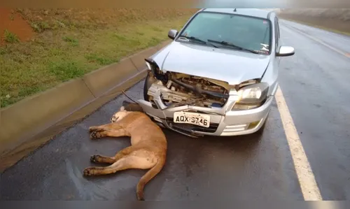 Foto de onça parda morta após atropelamento circula pelas redes sociais