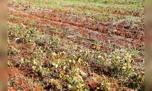 Adapar alerta para entrada em vigor do vazio sanitário da soja no Paraná