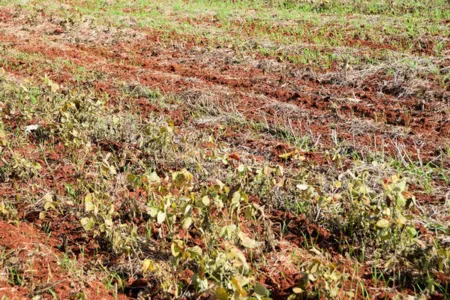 Adapar alerta para entrada em vigor do vazio sanitário da soja no Paraná