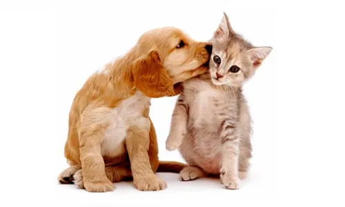 Você sabia que seu pet também pode doar sangue e salvar a vida de outros animais?